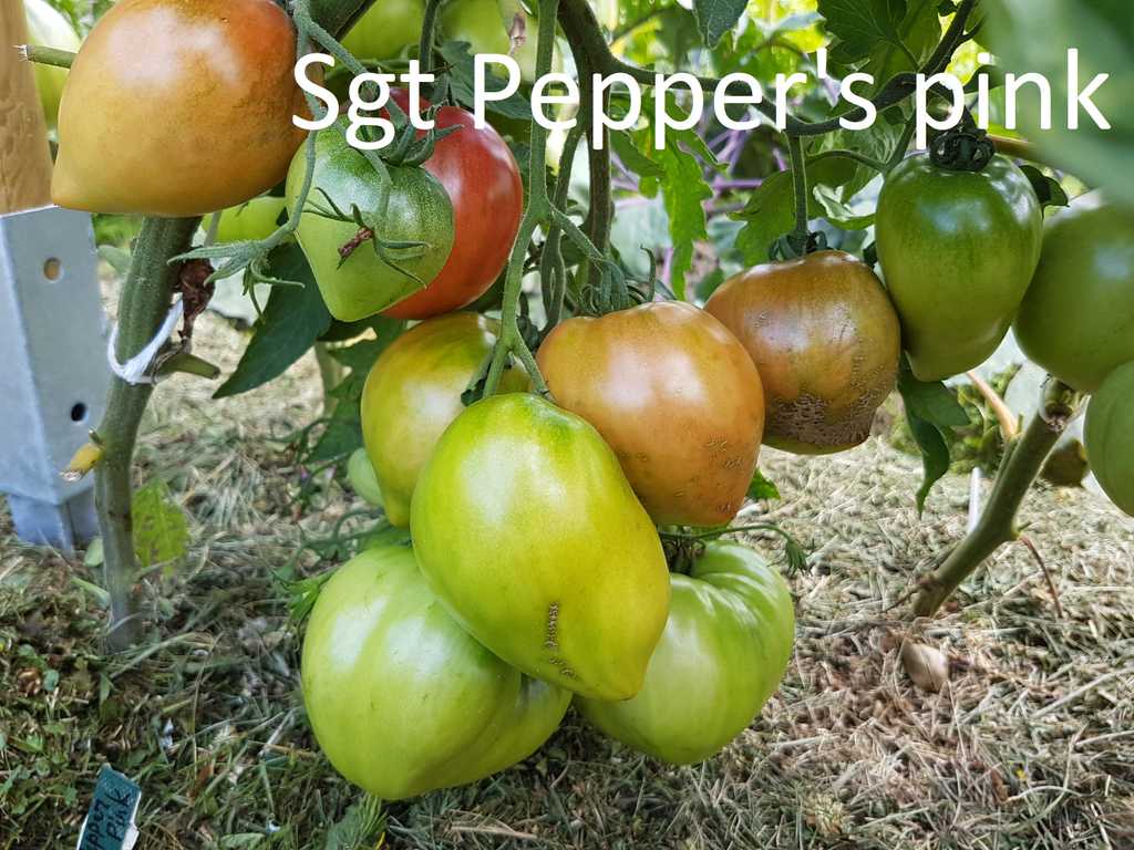 Sgt Pepper's pink